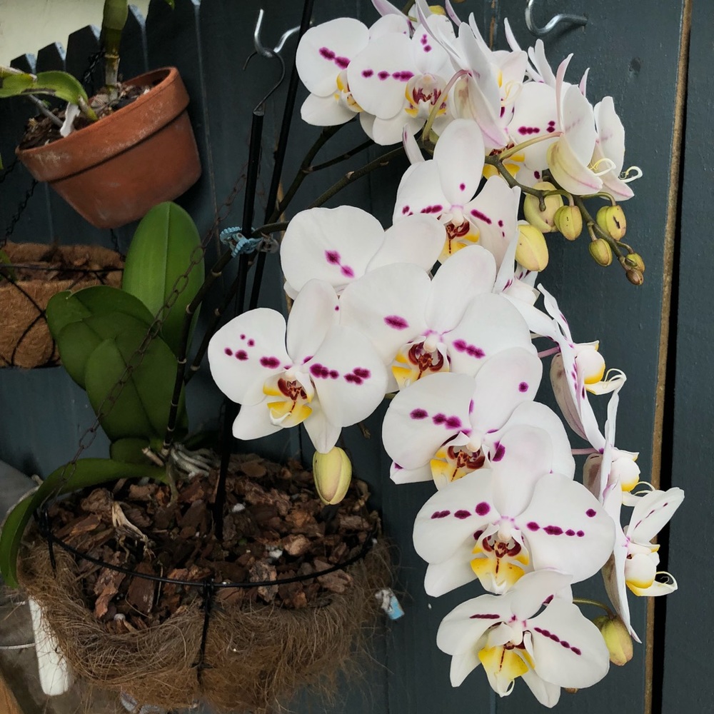 Meet your Posher, Gina